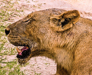 Löwe   (Panthera Leo)  Lion