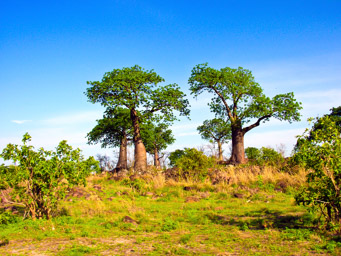 Baobabs  (Affenbrotbäume)